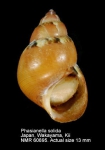 Phasianella solida