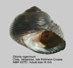 Diloma nigerrimum