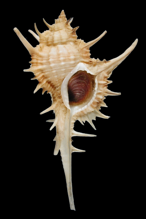Siratus formosus Siratus formosus