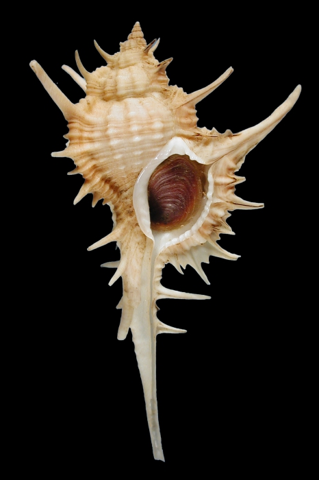 Siratus formosus