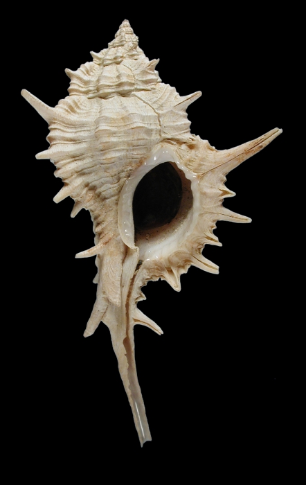 Siratus articulatus