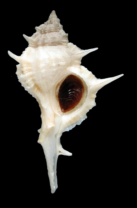 Siratus colellai Siratus colellai