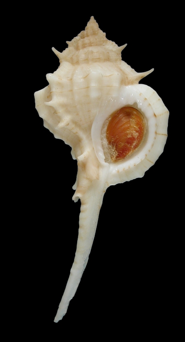 Siratus kugleri Siratus kugleri