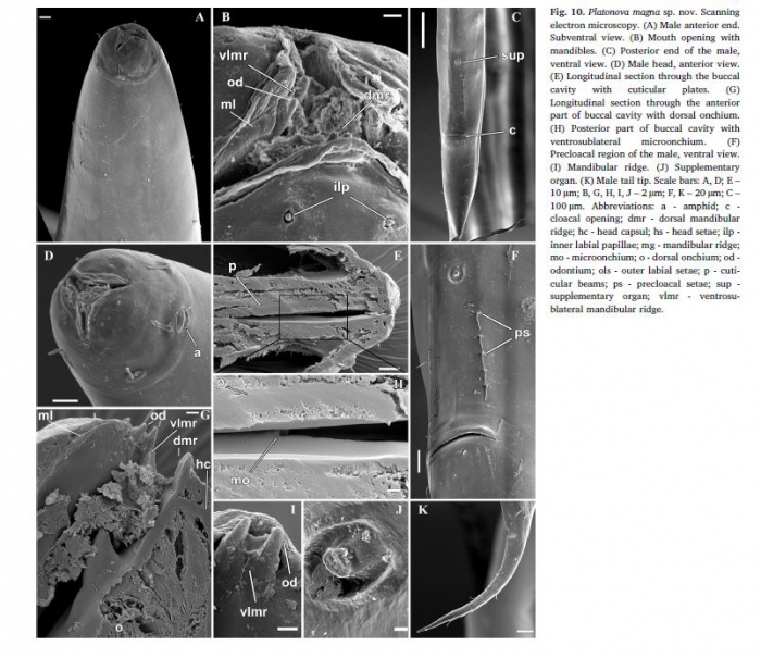 Platonova magna Platonova magna