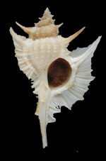 Caenogastropoda