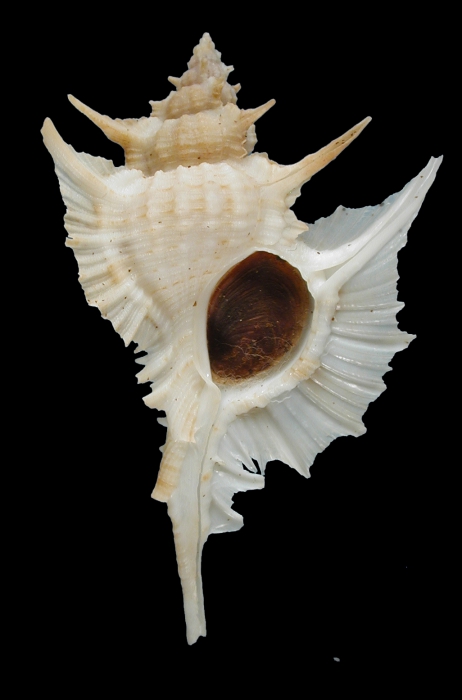 Siratus beauii Siratus beauii