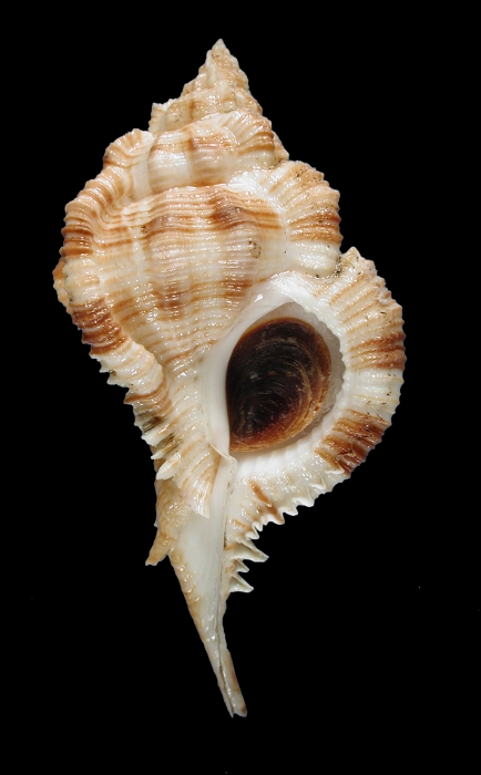 Siratus evelynae Siratus evelynae