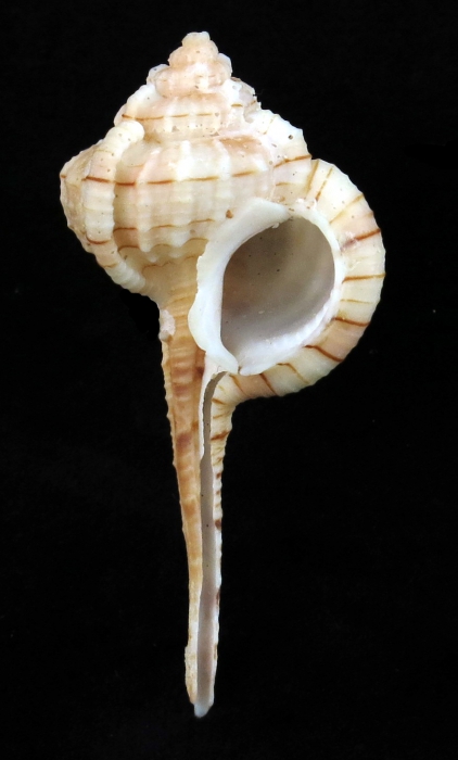 Haustellum franchii Haustellum franchii
