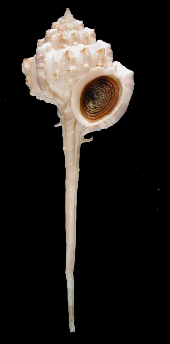 Haustellum kurodai Haustellum kurodai