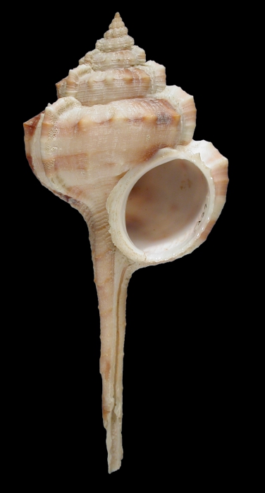 Haustellum longicaudum Haustellum longicaudum