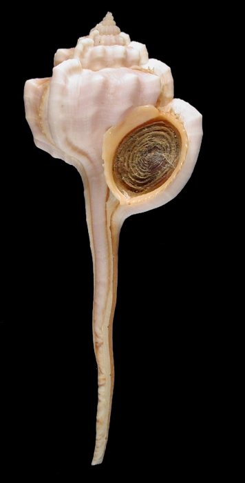 Haustellum vicdani Haustellum vicdani
