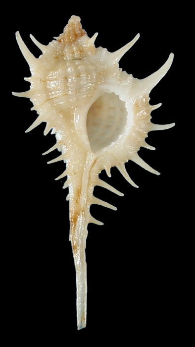 Vokesimurex blakeanus