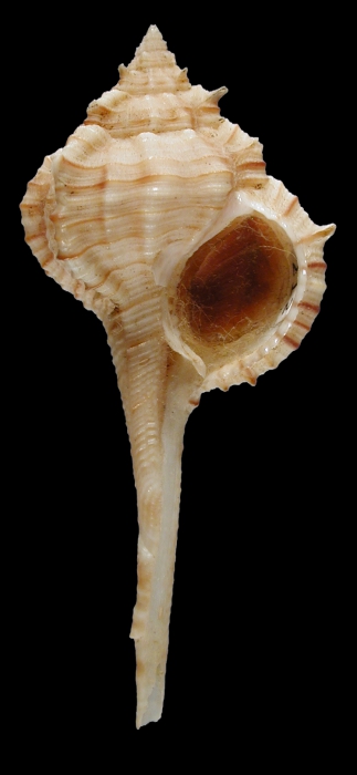 Vokesimurex hirasei Vokesimurex hirasei