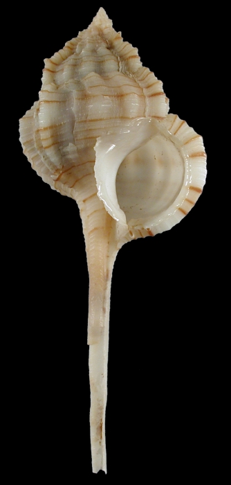 Vokesimurex hirasei Vokesimurex hirasei