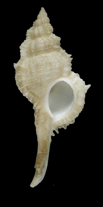 Vokesimurex danilai Vokesimurex danilai