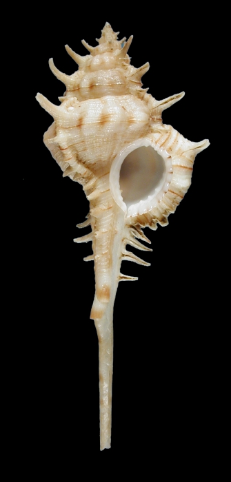 Vokesimurex kiiensis Vokesimurex kiiensis