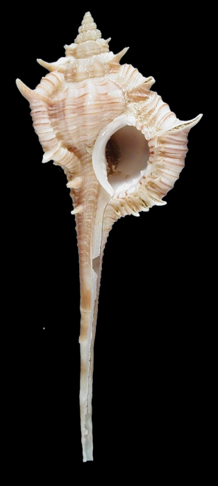 Vokesimurex dolichourus