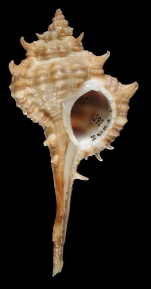 Caenogastropoda