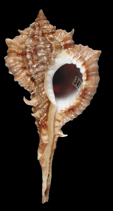 Vokesimurex messorius