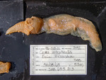 Ciona in Arctic - single specimen