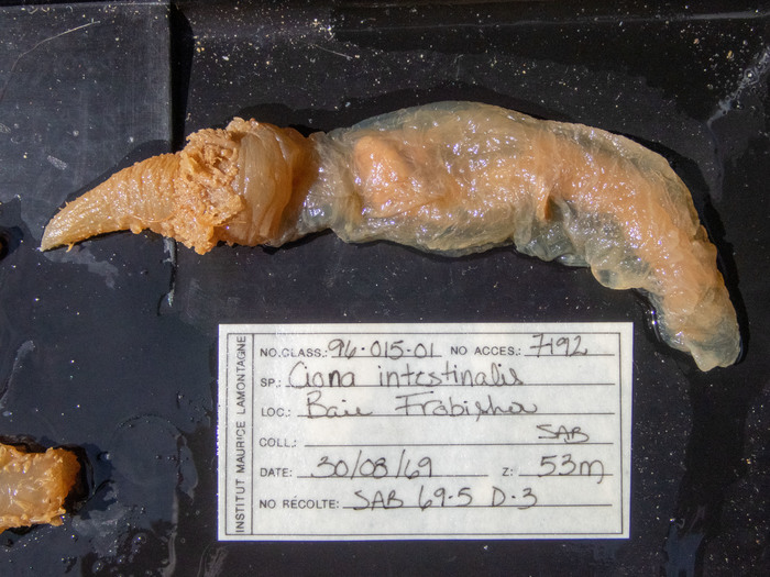 Ciona in Arctic - single specimen Ciona in Arctic - single specimen