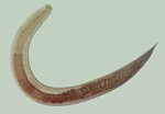 Parasphaerolaimus magdolnae