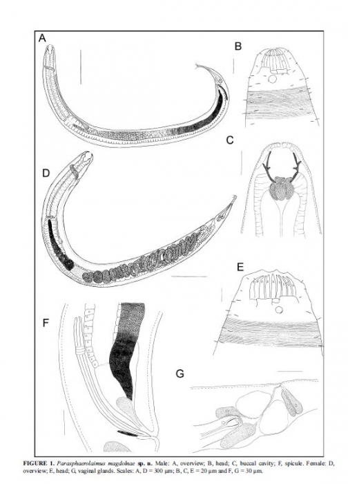 Parasphaerolaimus magdolnae Parasphaerolaimus magdolnae
