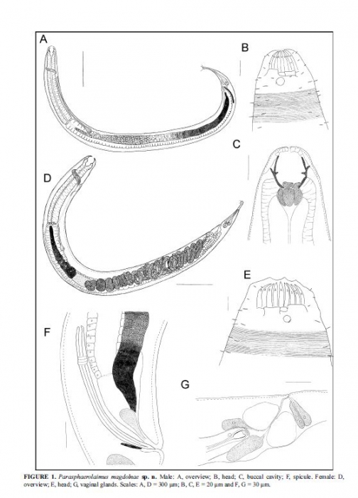 Parasphaerolaimus magdolnae