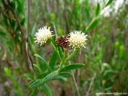 Baccharis arenaria Baker