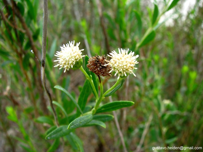 Baccharis arenaria Baker Baccharis arenaria Baker