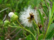Baccharis arenaria Baker