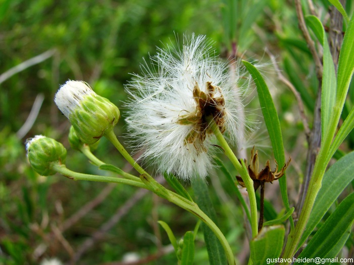 Baccharis arenaria Baker Baccharis arenaria Baker