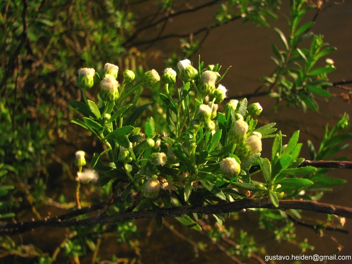 Baccharis arenaria Baker Baccharis arenaria Baker