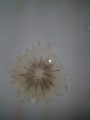 Scyphozoa (jelly fish)