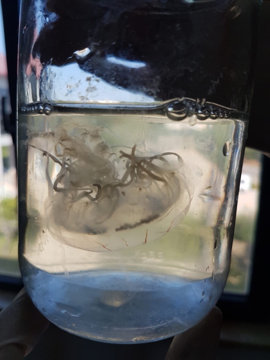 Living specimen inside jar