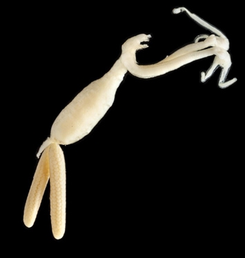 Schistobrachia ramosa adult female