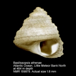 Basilissopsis athenae