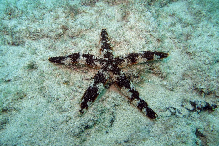 Luidia alternata Luidia alternata