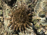 Heliaster kubiniji 
