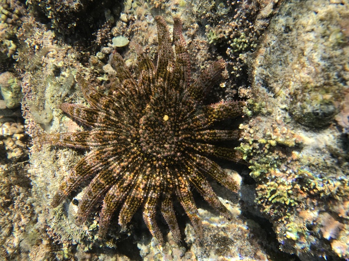 Heliaster kubiniji Heliaster kubiniji