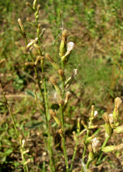 Baccharis riograndensis Malag. & J.Vidal