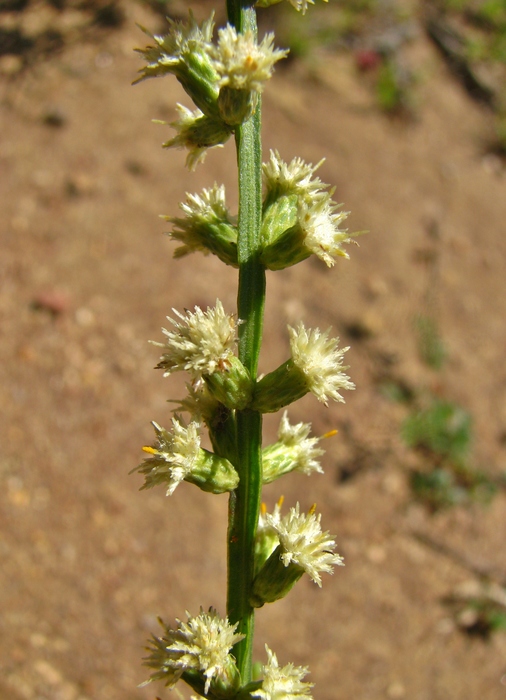 Baccharis riograndensis Malag. & J.Vidal Baccharis riograndensis Malag. & J.Vidal