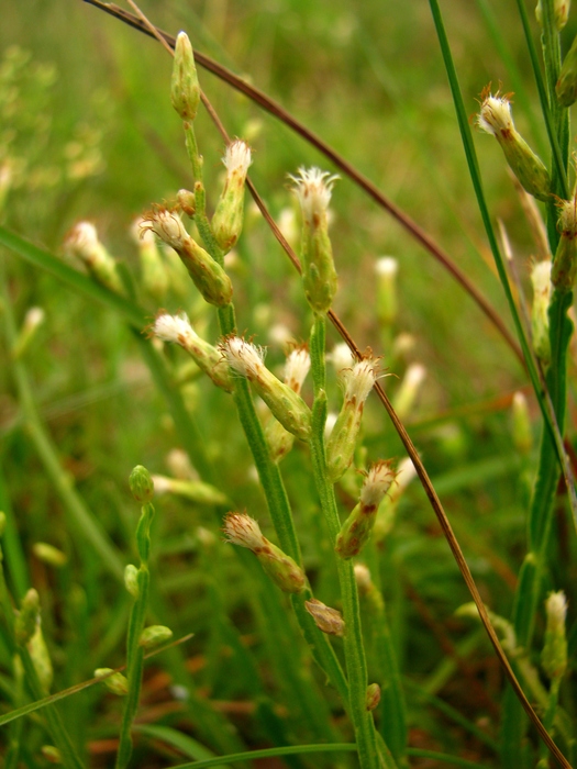 Baccharis riograndensis Malag. & J.Vidal