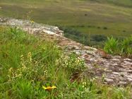 Baccharis riograndensis Malag. & J.Vidal
