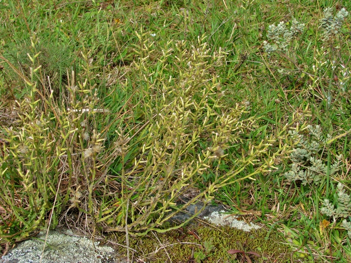 Baccharis riograndensis Malag. & J.Vidal