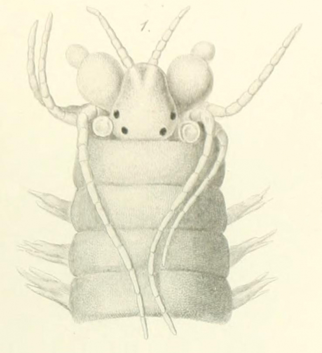 Nereis articulata Ehlers, 1887; original figure: plate 36 fig. 1