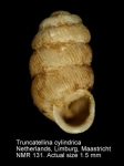Truncatellinidae