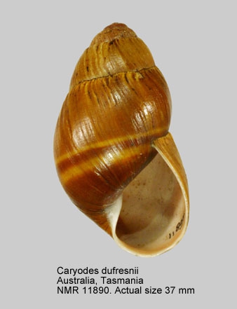 Caryodes dufresnii
