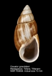 Clavatoridae