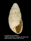 Cryptazeca monodonta